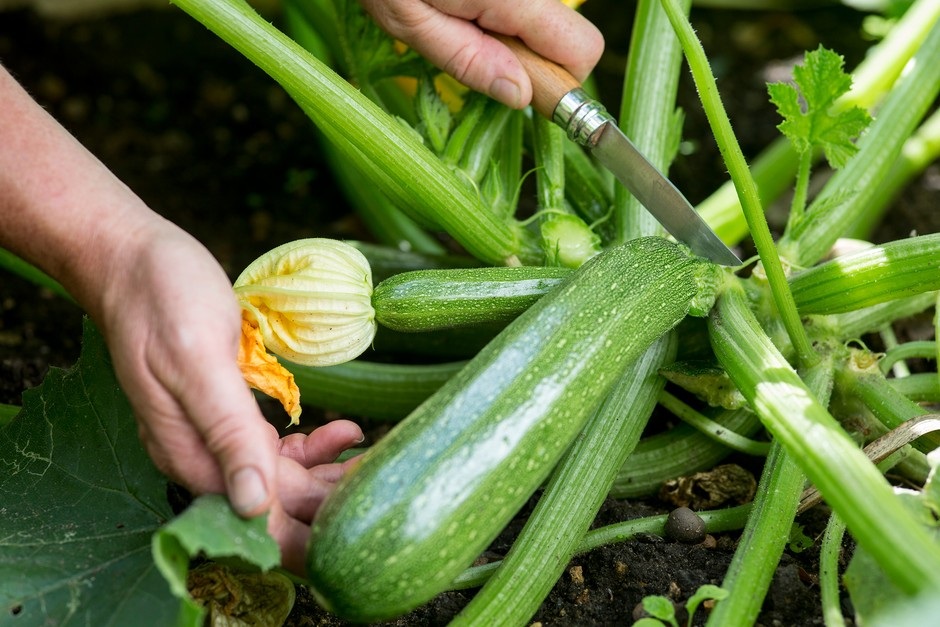 How to Grow Vegetables at Home: Easy Crops for Beginners